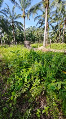 Çalı tarlasında otların, bitkilerin, sarmaşıkların süründüğü ve tırmandığı gündüz manzarası. 