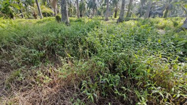 Çalı tarlasında otların, bitkilerin, sarmaşıkların süründüğü ve tırmandığı gündüz manzarası. 