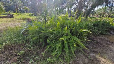 Çalı tarlasında otların, bitkilerin, sarmaşıkların süründüğü ve tırmandığı gündüz manzarası. 