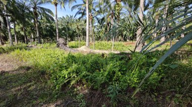 Çalı tarlasında otların, bitkilerin, sarmaşıkların süründüğü ve tırmandığı gündüz manzarası. 