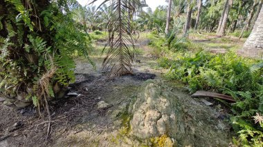 Çalı tarlasında otların, bitkilerin, sarmaşıkların süründüğü ve tırmandığı gündüz manzarası. 