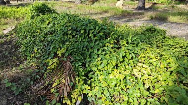 Çalı tarlasında otların, bitkilerin, sarmaşıkların süründüğü ve tırmandığı gündüz manzarası. 