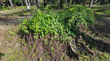 Çalı tarlasında otların, bitkilerin, sarmaşıkların süründüğü ve tırmandığı gündüz manzarası. 