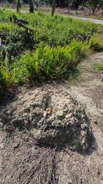 Çalı tarlasında otların, bitkilerin, sarmaşıkların süründüğü ve tırmandığı gündüz manzarası. 
