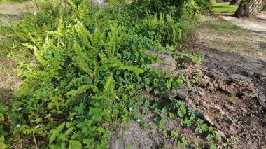 Çalı tarlasında otların, bitkilerin, sarmaşıkların süründüğü ve tırmandığı gündüz manzarası. 