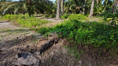 Çalı tarlasında otların, bitkilerin, sarmaşıkların süründüğü ve tırmandığı gündüz manzarası. 