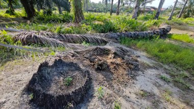 Çalı tarlasında otların, bitkilerin, sarmaşıkların süründüğü ve tırmandığı gündüz manzarası. 