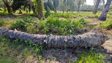 Çalı tarlasında otların, bitkilerin, sarmaşıkların süründüğü ve tırmandığı gündüz manzarası. 
