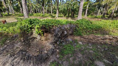 Çalı tarlasında otların, bitkilerin, sarmaşıkların süründüğü ve tırmandığı gündüz manzarası. 