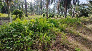 Çalı tarlasında otların, bitkilerin, sarmaşıkların süründüğü ve tırmandığı gündüz manzarası. 