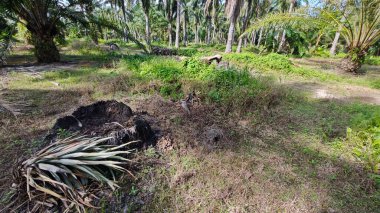 Çalı tarlasında otların, bitkilerin, sarmaşıkların süründüğü ve tırmandığı gündüz manzarası. 