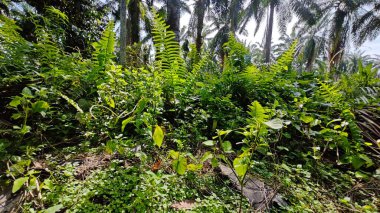 Çalı tarlasında otların, bitkilerin, sarmaşıkların süründüğü ve tırmandığı gündüz manzarası. 
