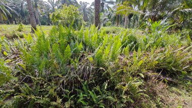 Çalı tarlasında otların, bitkilerin, sarmaşıkların süründüğü ve tırmandığı gündüz manzarası. 