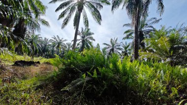 Çalı tarlasında otların, bitkilerin, sarmaşıkların süründüğü ve tırmandığı gündüz manzarası. 