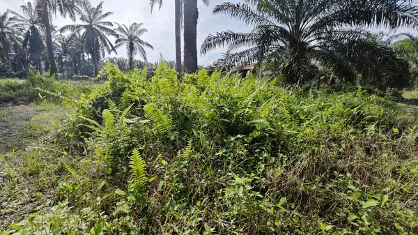 Çalı tarlasında otların, bitkilerin, sarmaşıkların süründüğü ve tırmandığı gündüz manzarası. 
