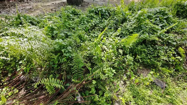 Çalı tarlasında otların, bitkilerin, sarmaşıkların süründüğü ve tırmandığı gündüz manzarası. 