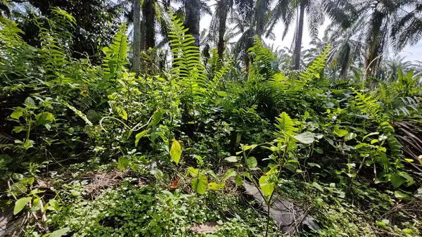 Çalı tarlasında otların, bitkilerin, sarmaşıkların süründüğü ve tırmandığı gündüz manzarası. 