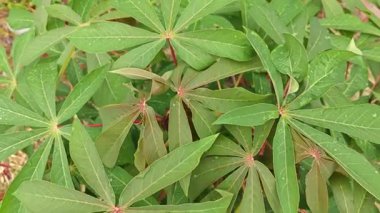 Tapyoka yaprakları bitkisinin yüzeyinden aşağıya bakıyor..