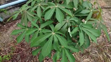 Tapyoka yaprakları bitkisinin yüzeyinden aşağıya bakıyor..