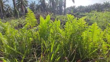 Çalı tarlasında otların, bitkilerin, sarmaşıkların süründüğü ve tırmandığı gündüz manzarası. 