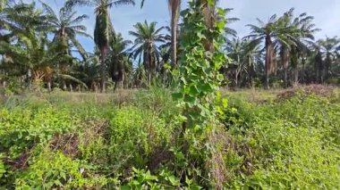 Çalı tarlasında otların, bitkilerin, sarmaşıkların süründüğü ve tırmandığı gündüz manzarası. 