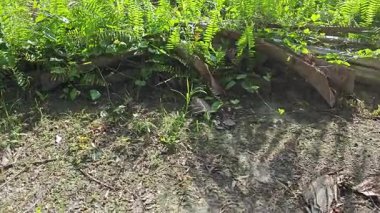 Çalı tarlasında otların, bitkilerin, sarmaşıkların süründüğü ve tırmandığı gündüz manzarası. 