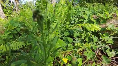 Çalı tarlasında otların, bitkilerin, sarmaşıkların süründüğü ve tırmandığı gündüz manzarası. 
