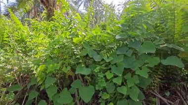 Çalı tarlasında otların, bitkilerin, sarmaşıkların süründüğü ve tırmandığı gündüz manzarası. 