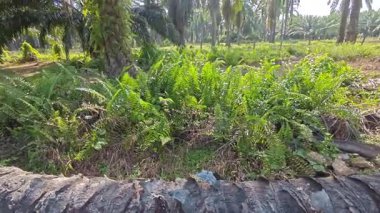 Çalı tarlasında otların, bitkilerin, sarmaşıkların süründüğü ve tırmandığı gündüz manzarası. 