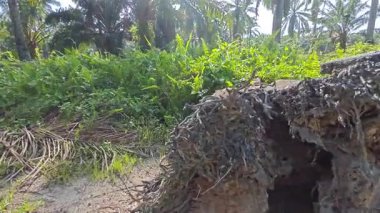 Çalı tarlasında otların, bitkilerin, sarmaşıkların süründüğü ve tırmandığı gündüz manzarası. 