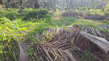Çalı tarlasında otların, bitkilerin, sarmaşıkların süründüğü ve tırmandığı gündüz manzarası. 