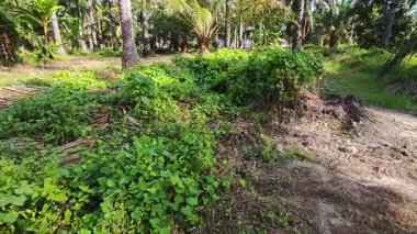 Çalı tarlasında otların, bitkilerin, sarmaşıkların süründüğü ve tırmandığı gündüz manzarası. 