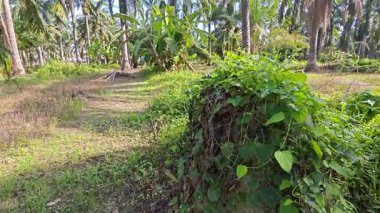 Çalı tarlasında otların, bitkilerin, sarmaşıkların süründüğü ve tırmandığı gündüz manzarası. 