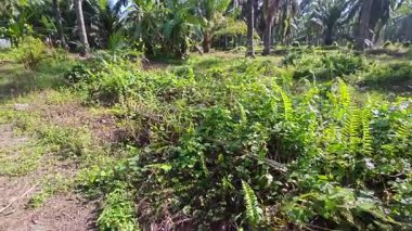 Çalı tarlasında otların, bitkilerin, sarmaşıkların süründüğü ve tırmandığı gündüz manzarası. 