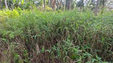 Çalı tarlasında otların, bitkilerin, sarmaşıkların süründüğü ve tırmandığı gündüz manzarası. 