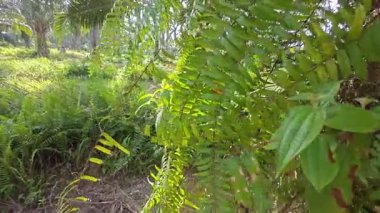 Çalı tarlasında otların, bitkilerin, sarmaşıkların süründüğü ve tırmandığı gündüz manzarası. 