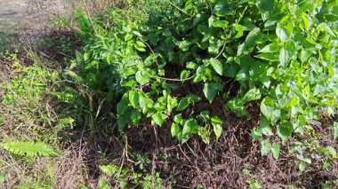 Çalı tarlasında otların, bitkilerin, sarmaşıkların süründüğü ve tırmandığı gündüz manzarası. 