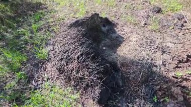 Çalı tarlasında otların, bitkilerin, sarmaşıkların süründüğü ve tırmandığı gündüz manzarası. 