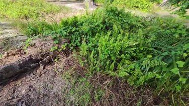 Çalı tarlasında otların, bitkilerin, sarmaşıkların süründüğü ve tırmandığı gündüz manzarası. 