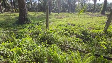 Çalı tarlasında otların, bitkilerin, sarmaşıkların süründüğü ve tırmandığı gündüz manzarası. 