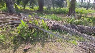 Çalı tarlasında otların, bitkilerin, sarmaşıkların süründüğü ve tırmandığı gündüz manzarası. 