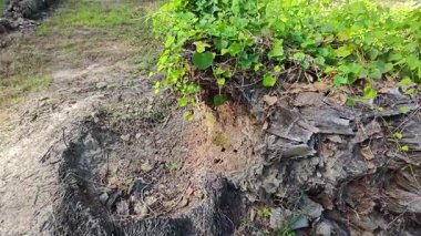 Çalı tarlasında otların, bitkilerin, sarmaşıkların süründüğü ve tırmandığı gündüz manzarası. 