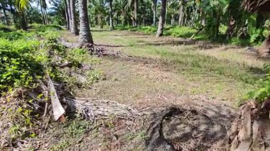 Çalı tarlasında otların, bitkilerin, sarmaşıkların süründüğü ve tırmandığı gündüz manzarası. 