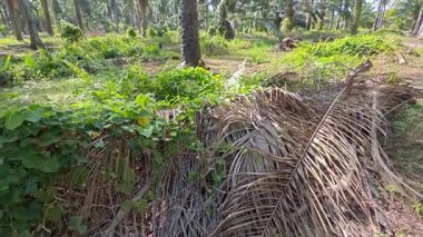 Çalı tarlasında otların, bitkilerin, sarmaşıkların süründüğü ve tırmandığı gündüz manzarası. 