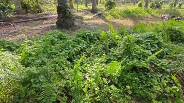 Çalı tarlasında otların, bitkilerin, sarmaşıkların süründüğü ve tırmandığı gündüz manzarası. 