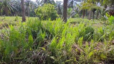 Çalı tarlasında otların, bitkilerin, sarmaşıkların süründüğü ve tırmandığı gündüz manzarası. 