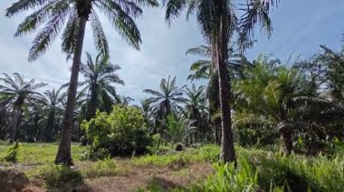 Çalı tarlasında otların, bitkilerin, sarmaşıkların süründüğü ve tırmandığı gündüz manzarası. 