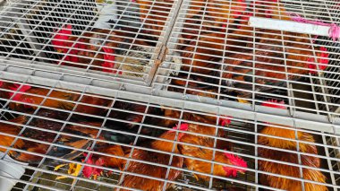 Çiftlik hayvanları kafeste satılık tavuklar.. 