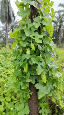 Vahşi agresif sarmaşık kabağı yapraklı meyve bitkisi paslı metal direğin etrafına tırmanıyor..
