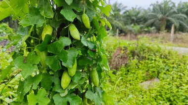 Vahşi agresif sarmaşık kabağı yapraklı meyve bitkisi paslı metal direğin etrafına tırmanıyor..